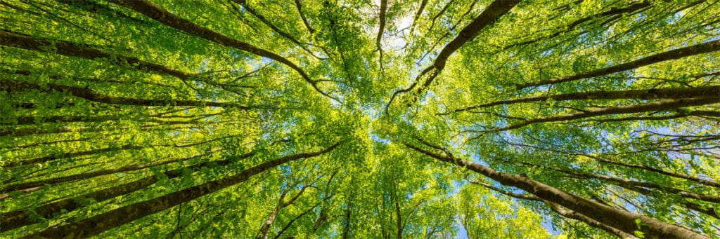 Photograph of Tree Selection with Particular Care