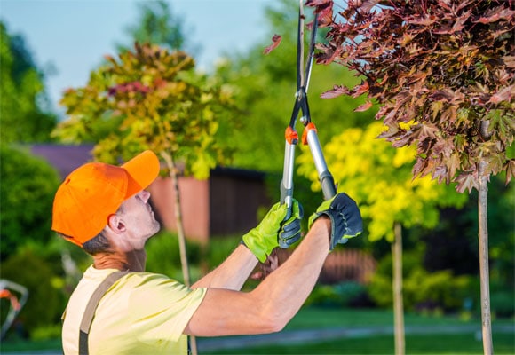 man working for pruning services