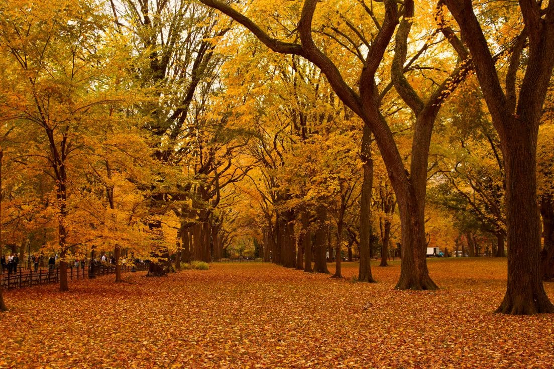 Gorgeous Fall Colors