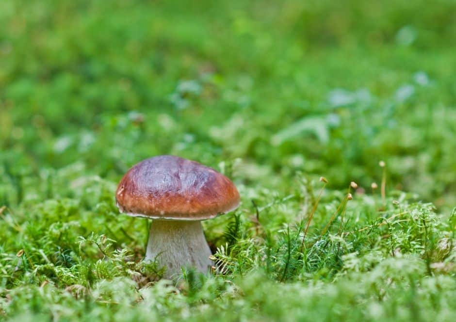 Mushroom in the Garden for Practical Benefits of Edible Landscaping