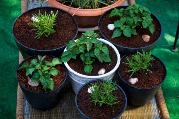 Container Gardening