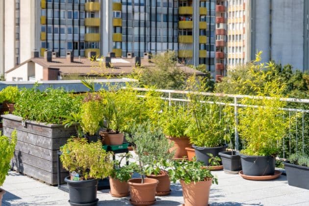 Urban Garden