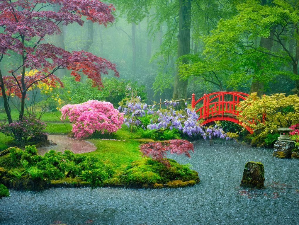 rain garden