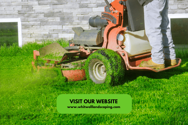 Reducing Lawn Maintenance and Pesticide Use
