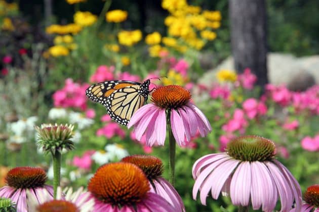 Purple Coneflower
