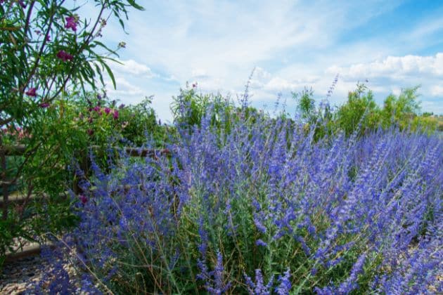 Russian Sage