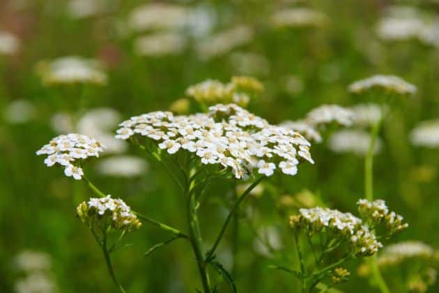 Yarrow