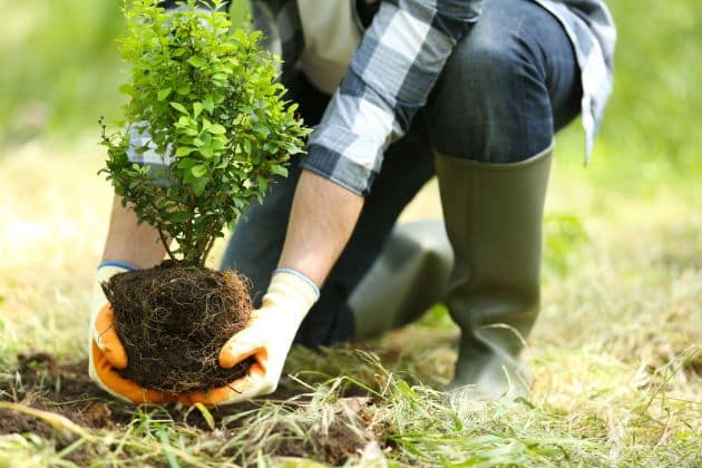 Planting trees in the right locations