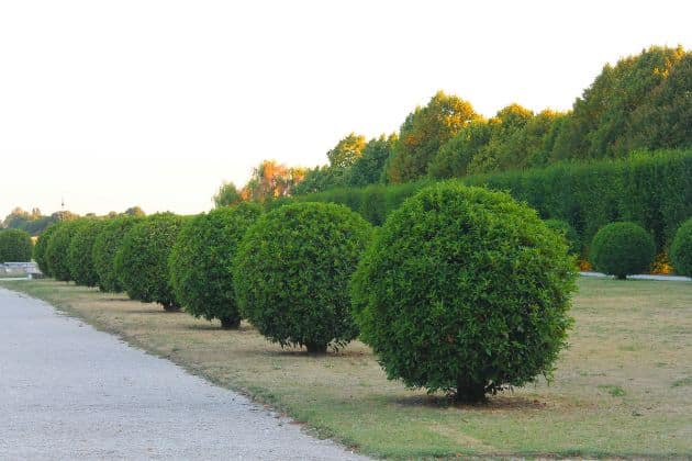 Shrubs and Ground Cover